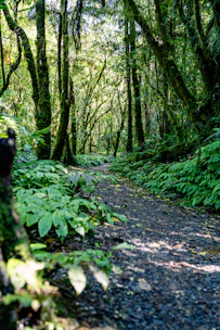 A lush green rainforest trail with sunlight filtering through the canopy.