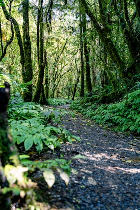 A lush, green forest pathway surrounded by tall trees and dense vegetation, with sunlight filtering through the canopy.