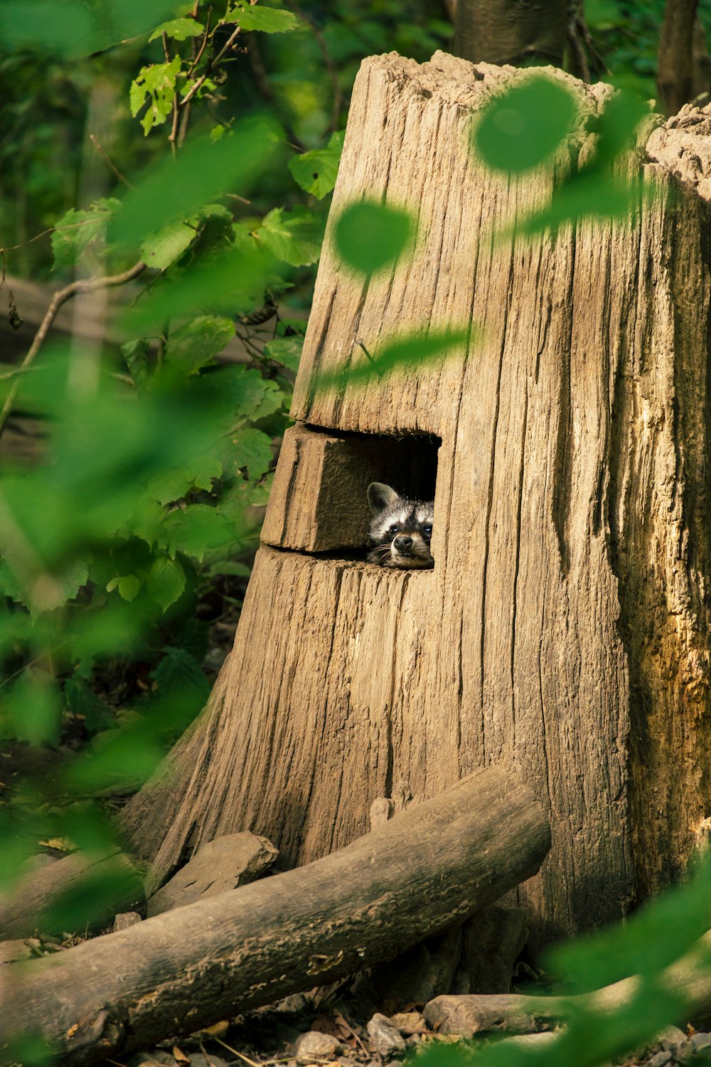 a raccoon peeks out of a hole in a tree stump