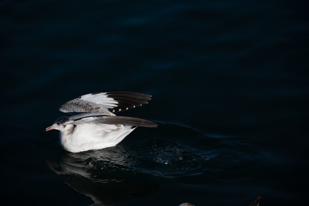 a white bird flying over a body of water