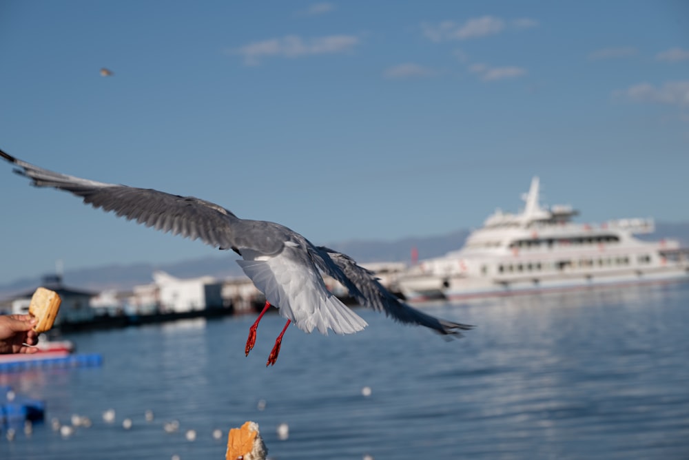 a bird flying over a body of water