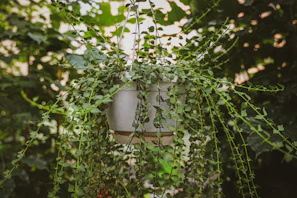 A cascading pothos vine trailing elegantly from a hanging basket in a cozy living room corner