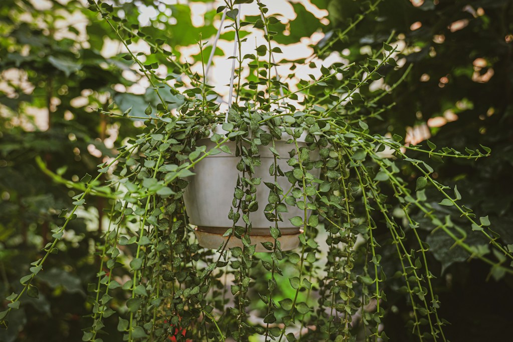 Golden Pothos