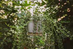 Golden Pothos