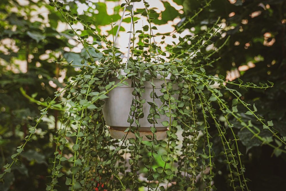 a potted plant hanging from the side of a building