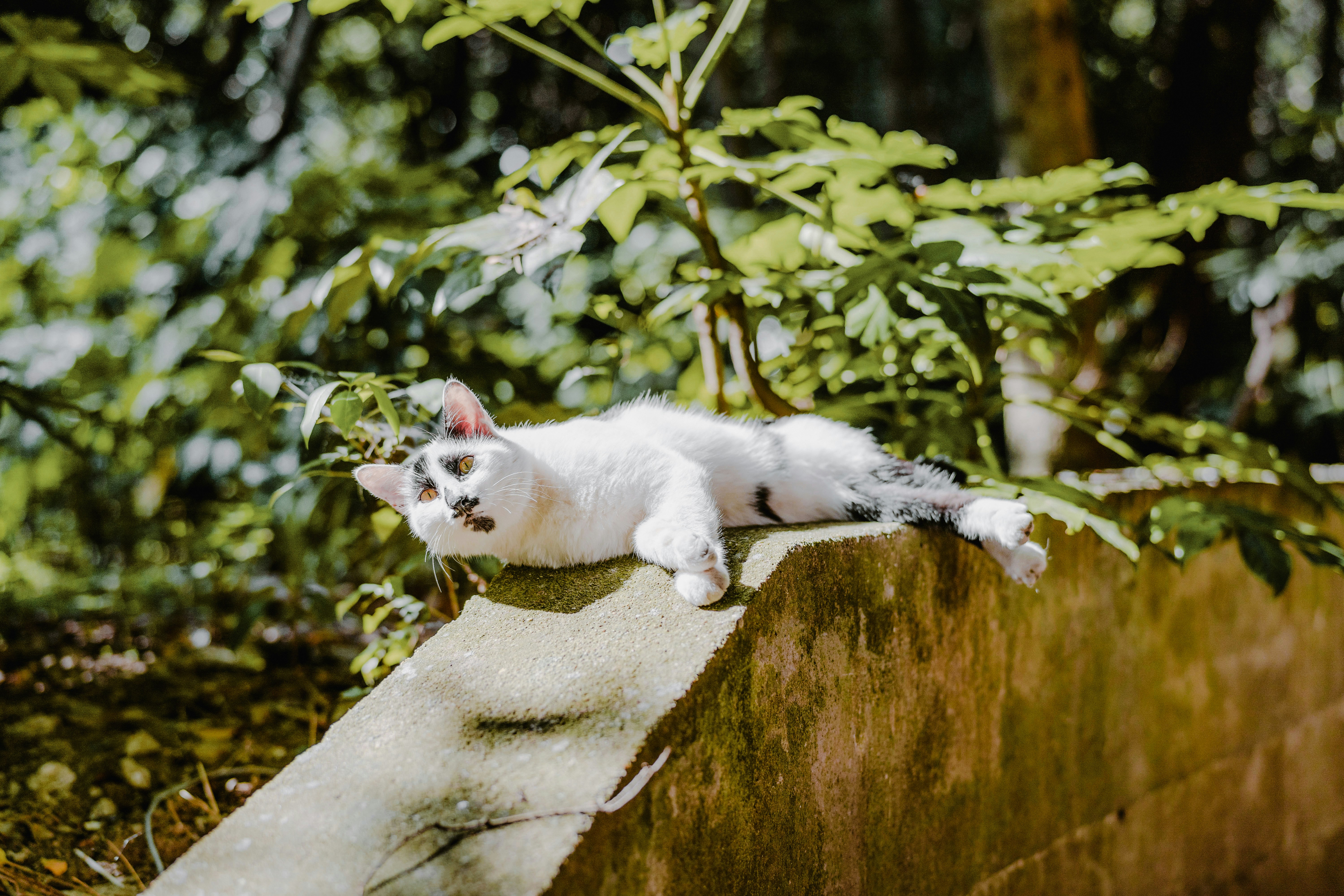 A white cat laying on top of a cement wall photo – Free Cat Image on ...