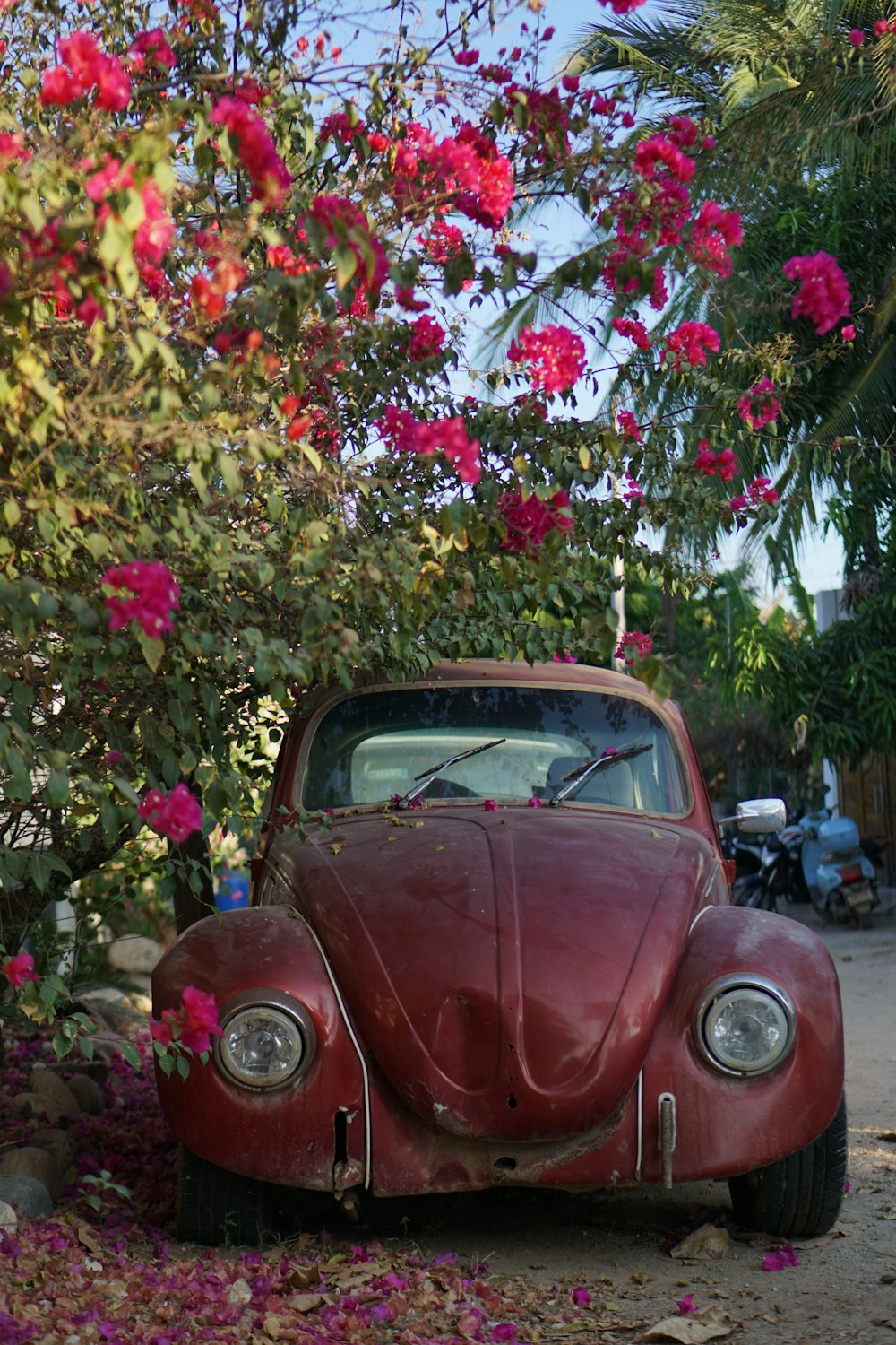 a red car parked next to a bush with pink flowers