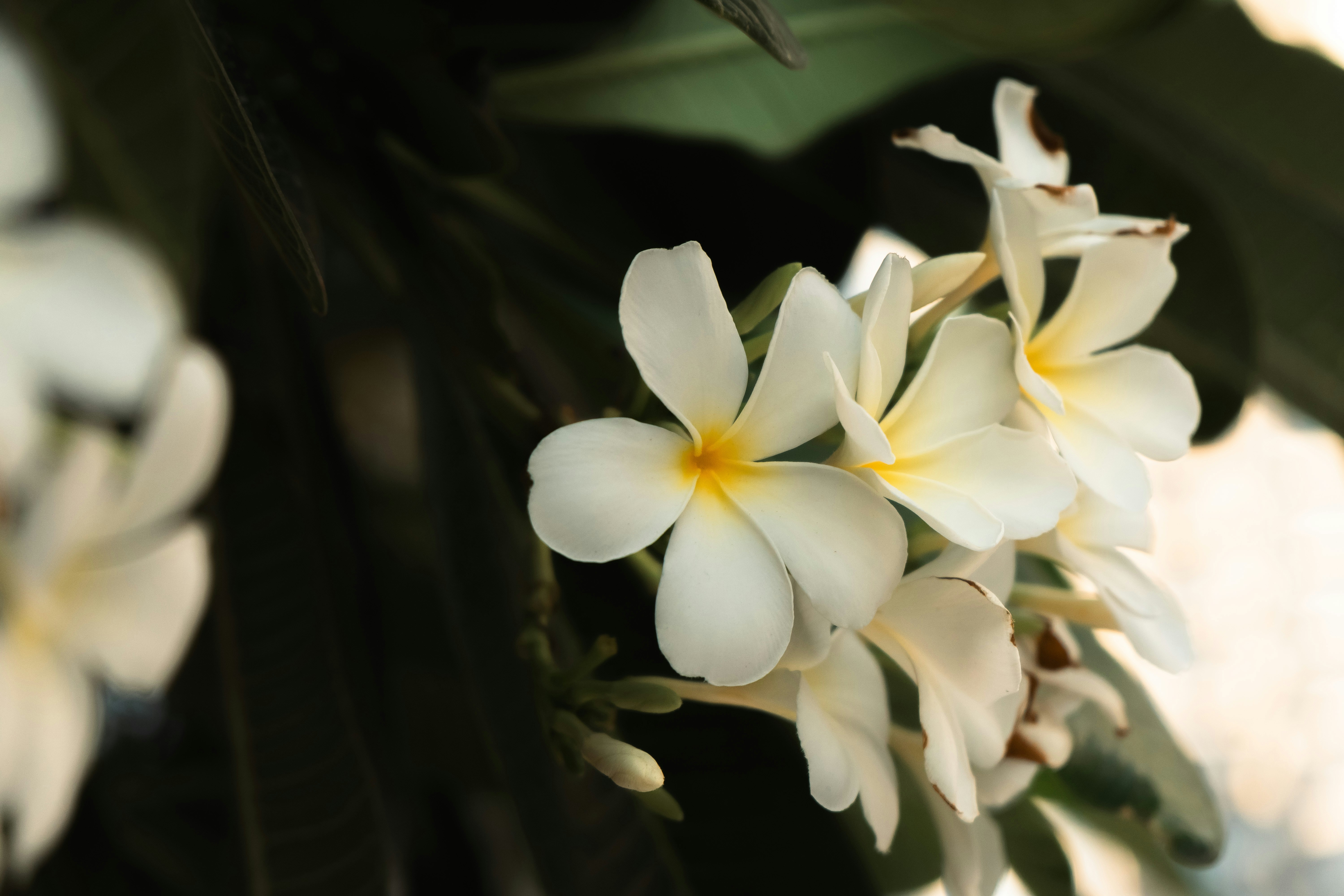 Photo by itadakidesu