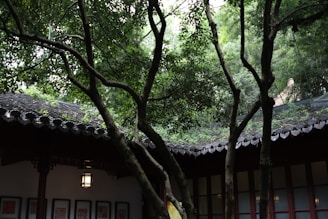 A tranquil riad courtyard with lush greenery and traditional Moroccan tilework under soft natural light.