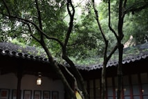 A serene courtyard scene with traditional architecture and lush, green trees extending over a tiled roof. Soft natural light filters through the leafy canopy, creating a peaceful atmosphere. Framed artwork is visible on the walls inside the courtyard, complementing the traditional style.