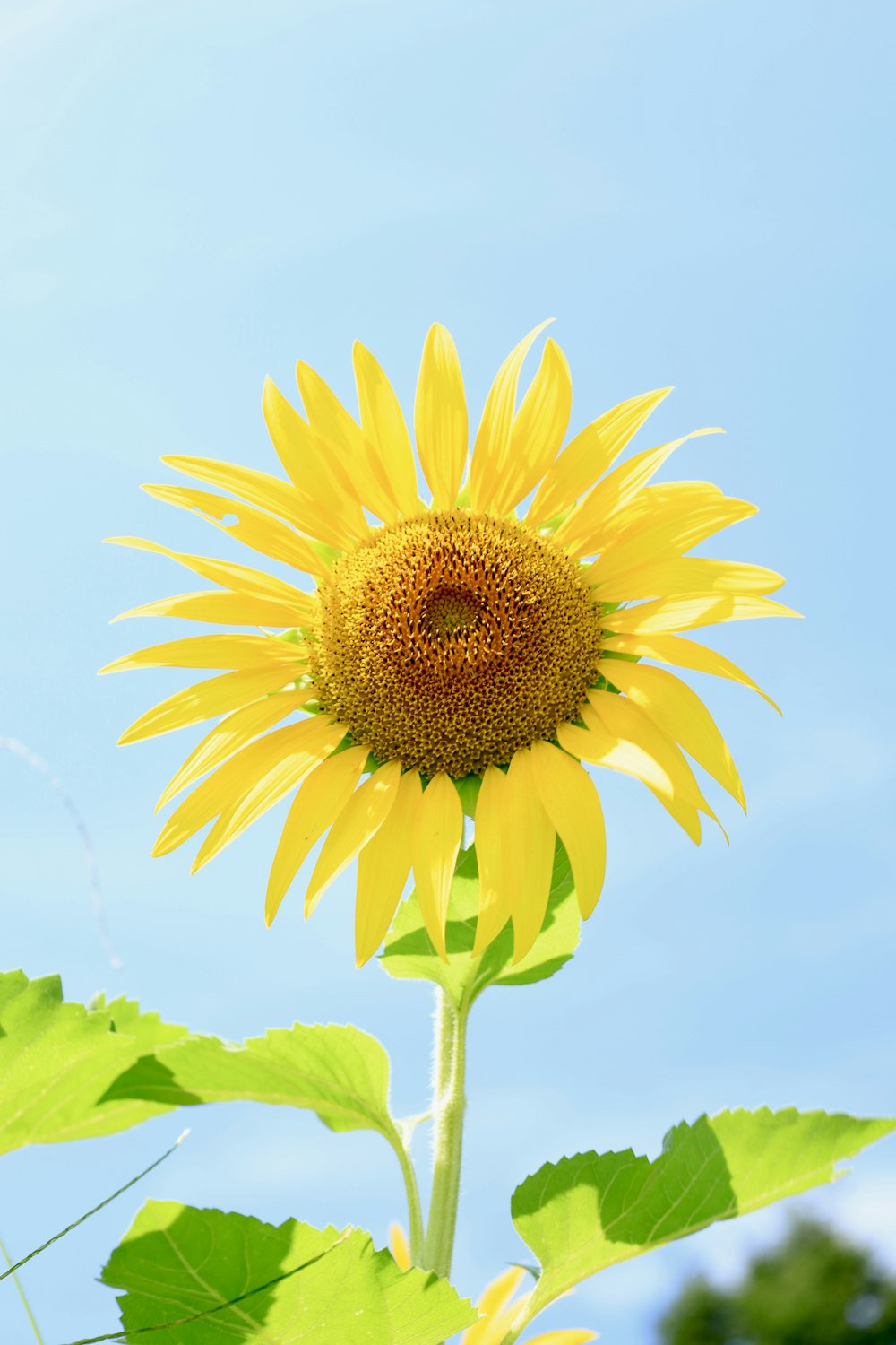 a large sunflower with a blue sky in the background