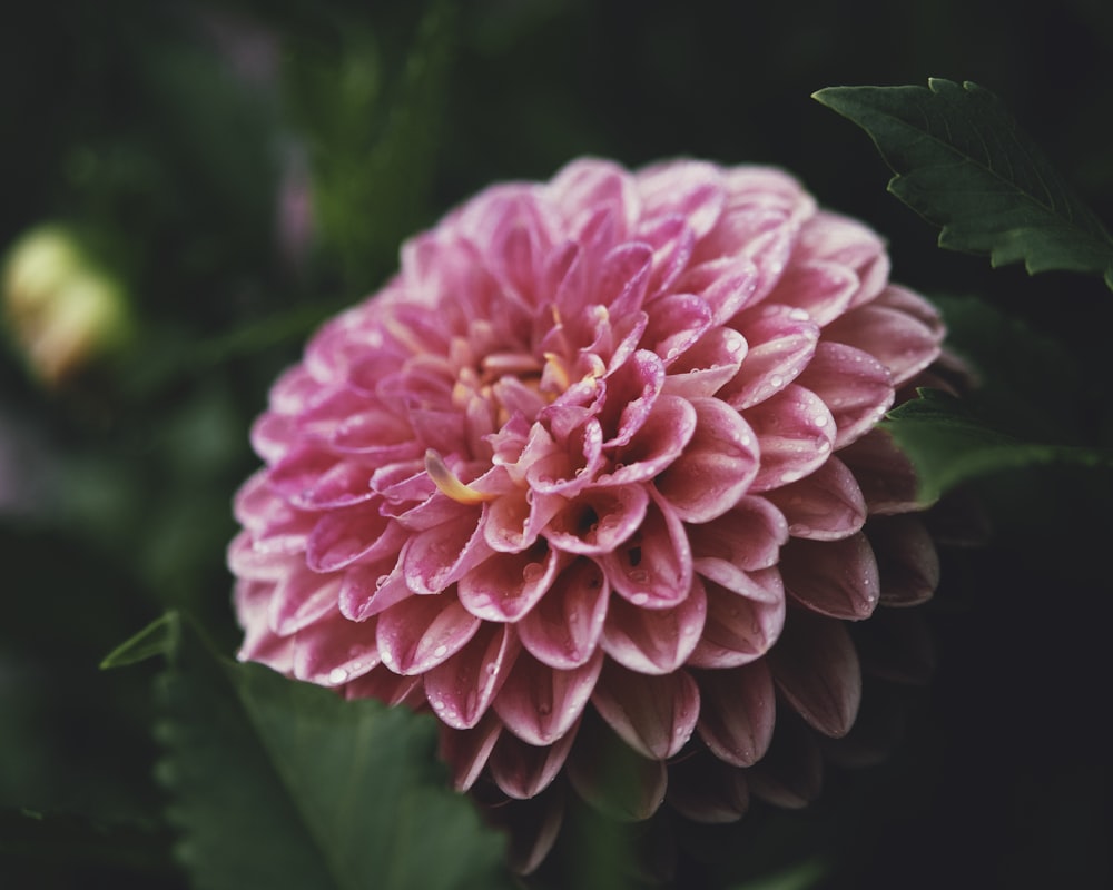 a close up of a pink flower with green leaves