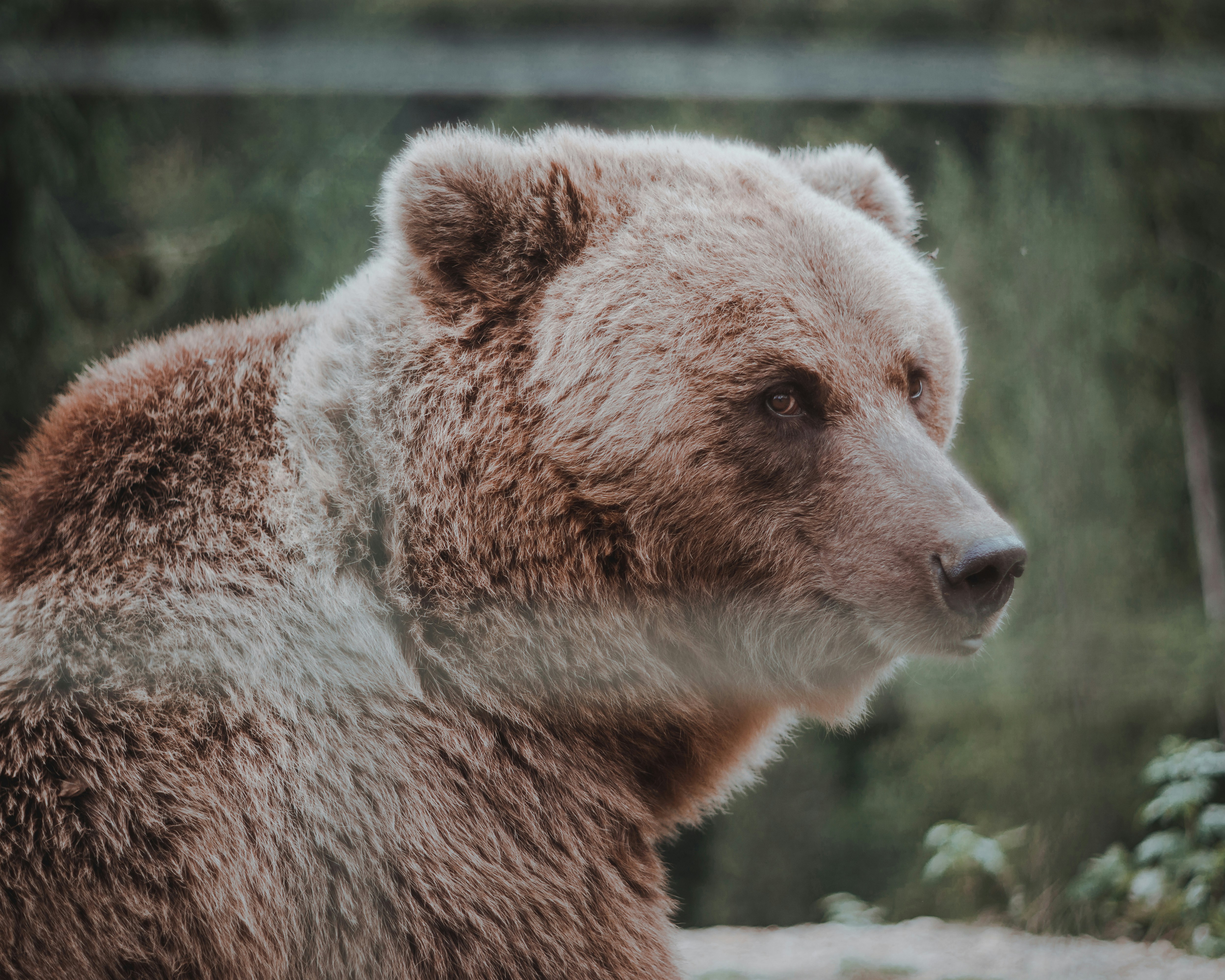 Ціна Dogecoin зросте перед тим, як впаде, але яка мета?