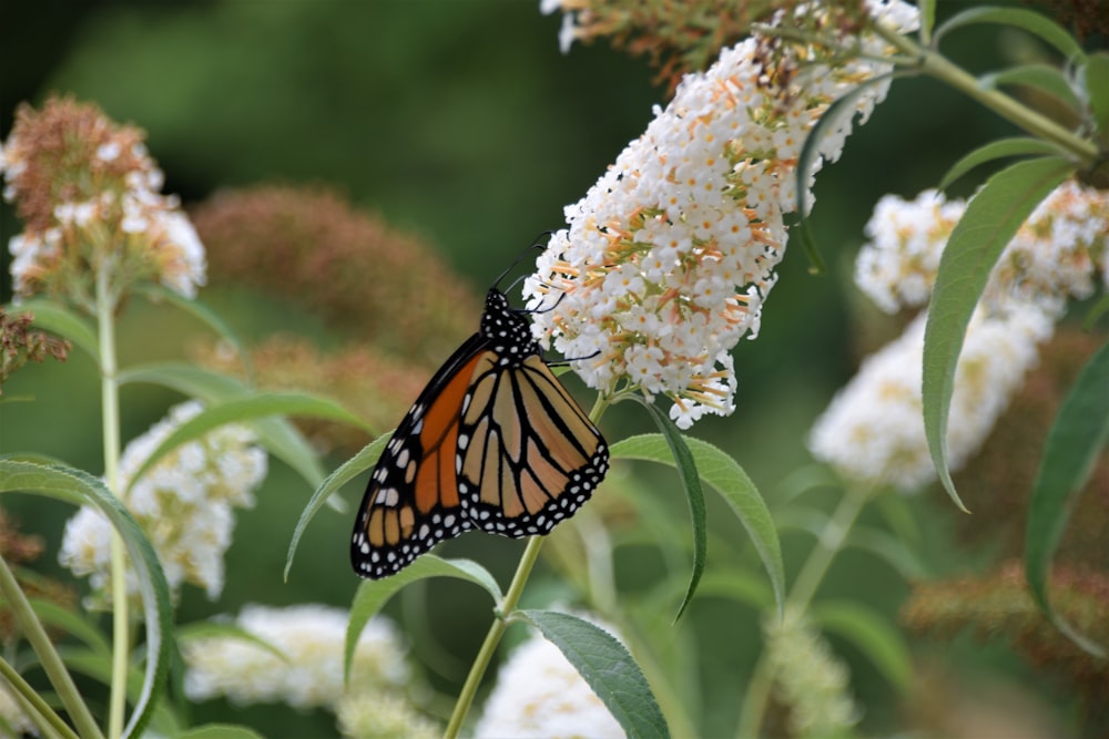 a close up of a butterfly on a flower