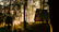 A cozy glamping dome nestled among tall trees with soft morning light filtering through.