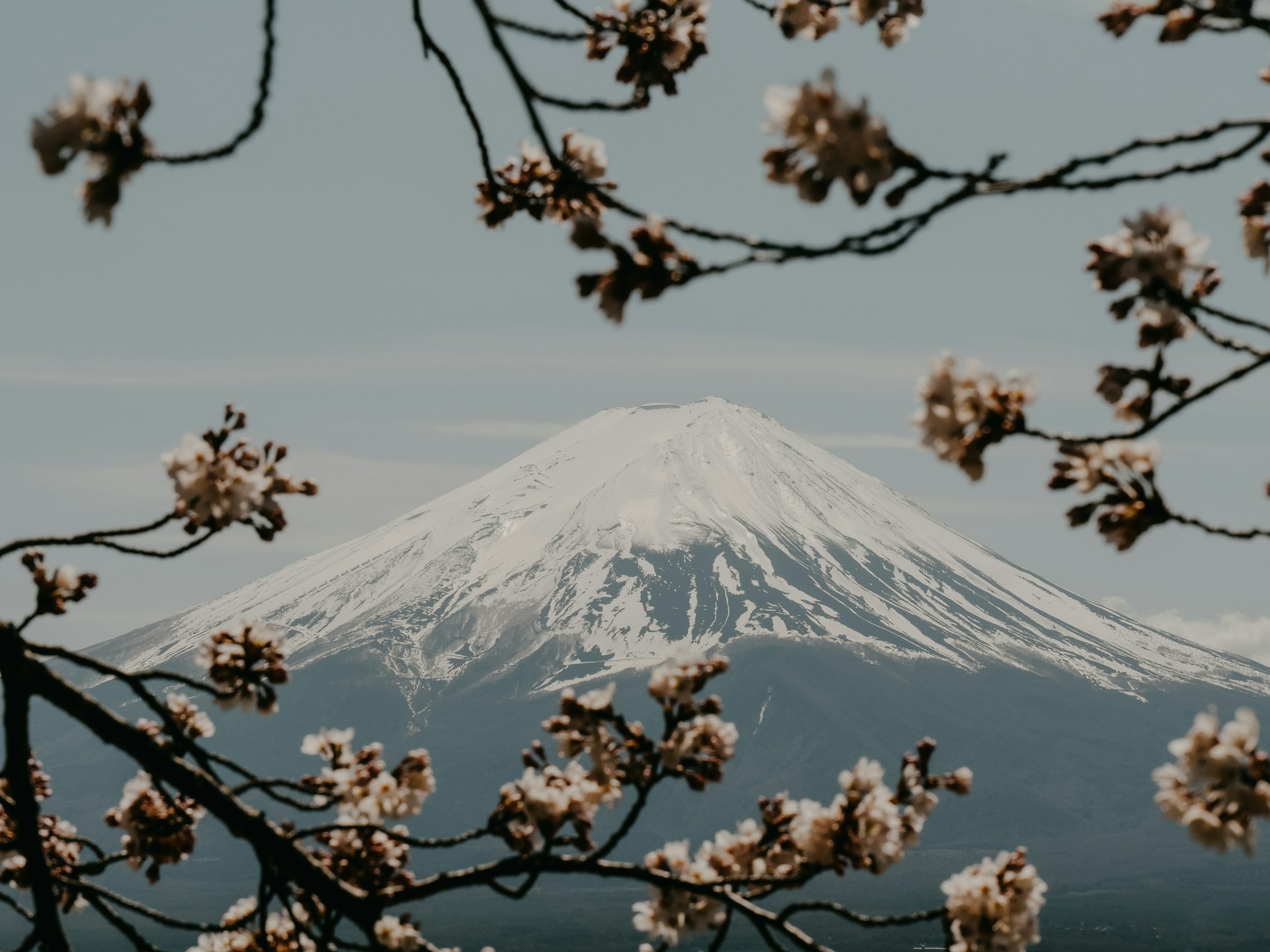 a snow covered mountain is seen through the branches of a tree