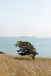 a lone tree in the middle of a grassy field