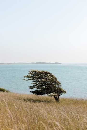 a lone tree in the middle of a grassy field