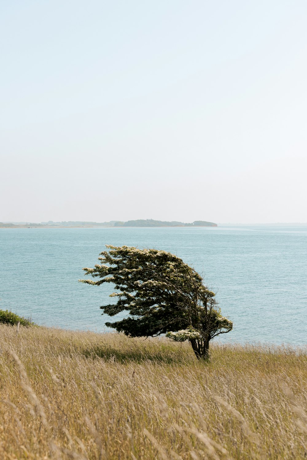 Un arbre solitaire au milieu d’un champ herbeux