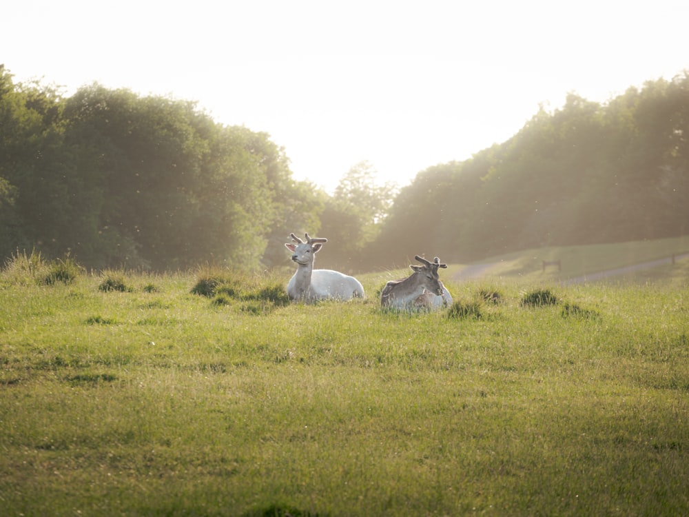 a couple of animals that are sitting in the grass