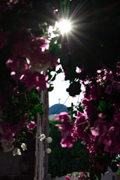 Sunlight filtering through pink floral arrangements at a vintage outdoor ceremony setup.