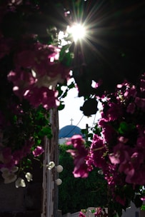 Sunlight filtering through pink floral arrangements at a vintage outdoor ceremony setup.