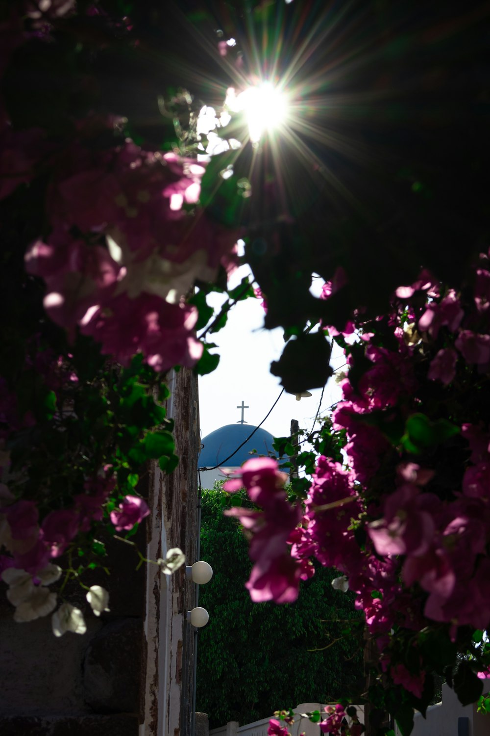 the sun shines brightly through the purple flowers