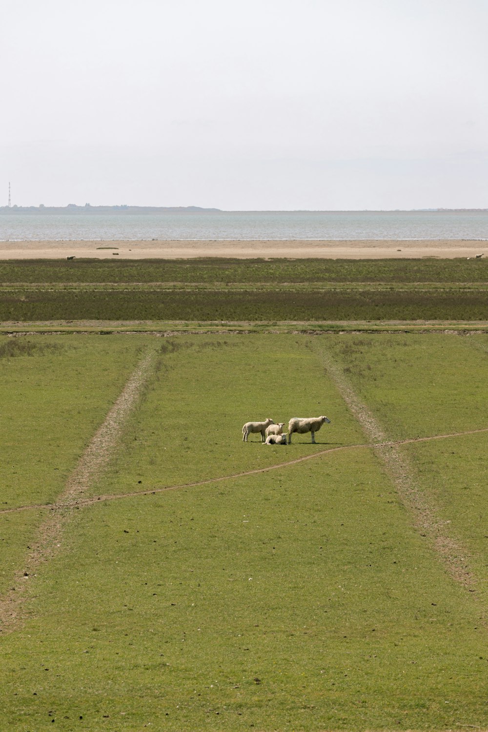 a couple of sheep standing on top of a lush green field