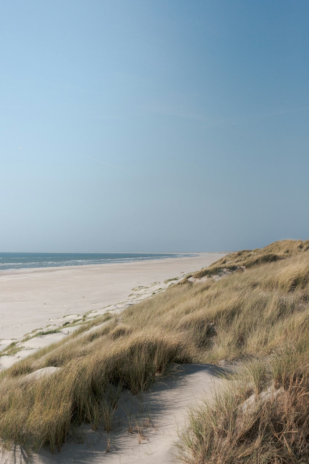 a sandy beach with grass and sand dunes