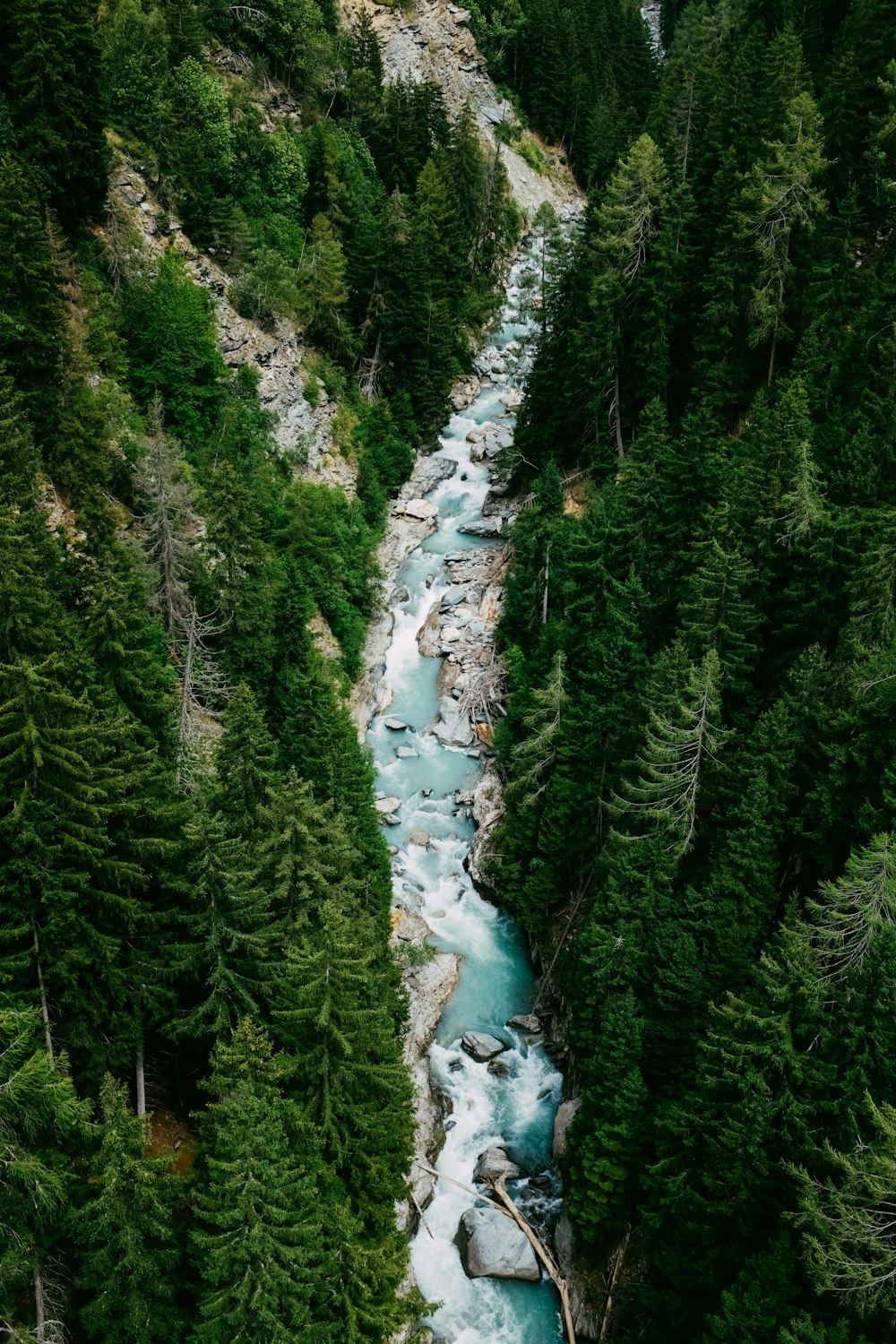 a river flowing through a lush green forest