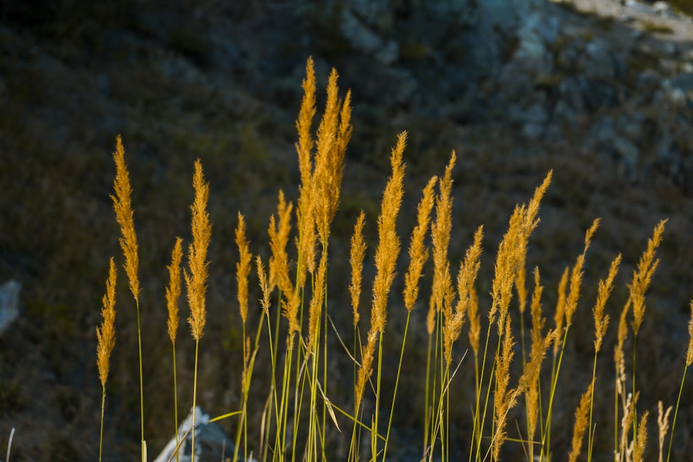 a bunch of tall yellow grass in a field