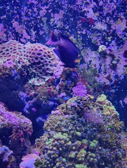 A vibrant coral reef scene with various corals and a dark-colored fish swimming among them. The corals display a wide range of textures and colors, with some areas showcasing intricate patterns. The background has a speckled appearance that mimics a natural underwater environment.