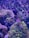 A vibrant coral reef scene with various corals and a dark-colored fish swimming among them. The corals display a wide range of textures and colors, with some areas showcasing intricate patterns. The background has a speckled appearance that mimics a natural underwater environment.