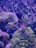 A vibrant coral reef scene with various corals and a dark-colored fish swimming among them. The corals display a wide range of textures and colors, with some areas showcasing intricate patterns. The background has a speckled appearance that mimics a natural underwater environment.