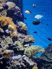 Close-up of colorful coral reef and tropical fish underwater.