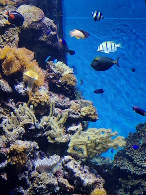 Underwater shot of colorful coral reefs teeming with tropical fish.