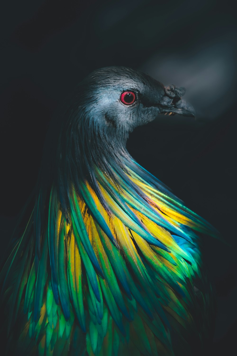 a close up of a colorful bird on a black background