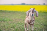 A small goat standing in a field of grass