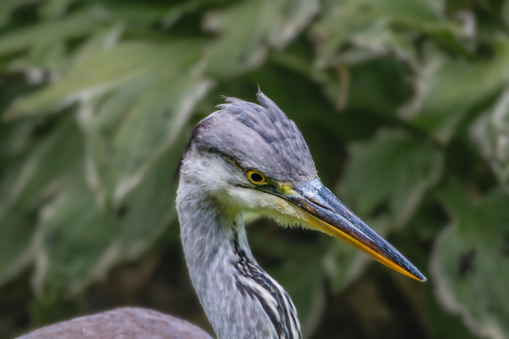 a close up of a bird with a bush in the background