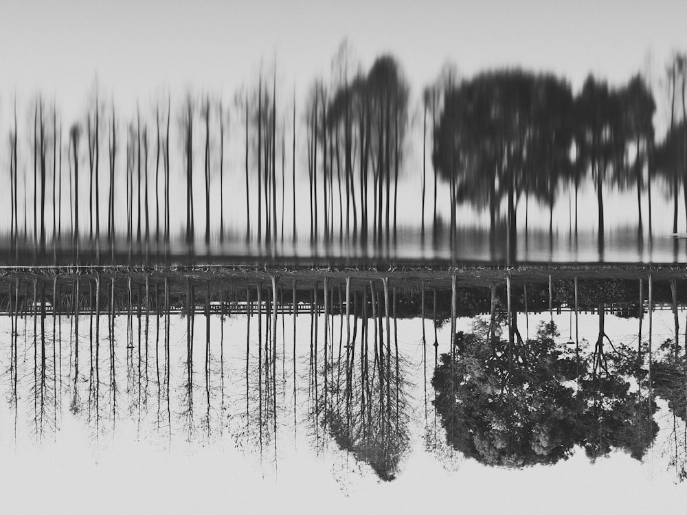 a black and white photo of trees reflected in water