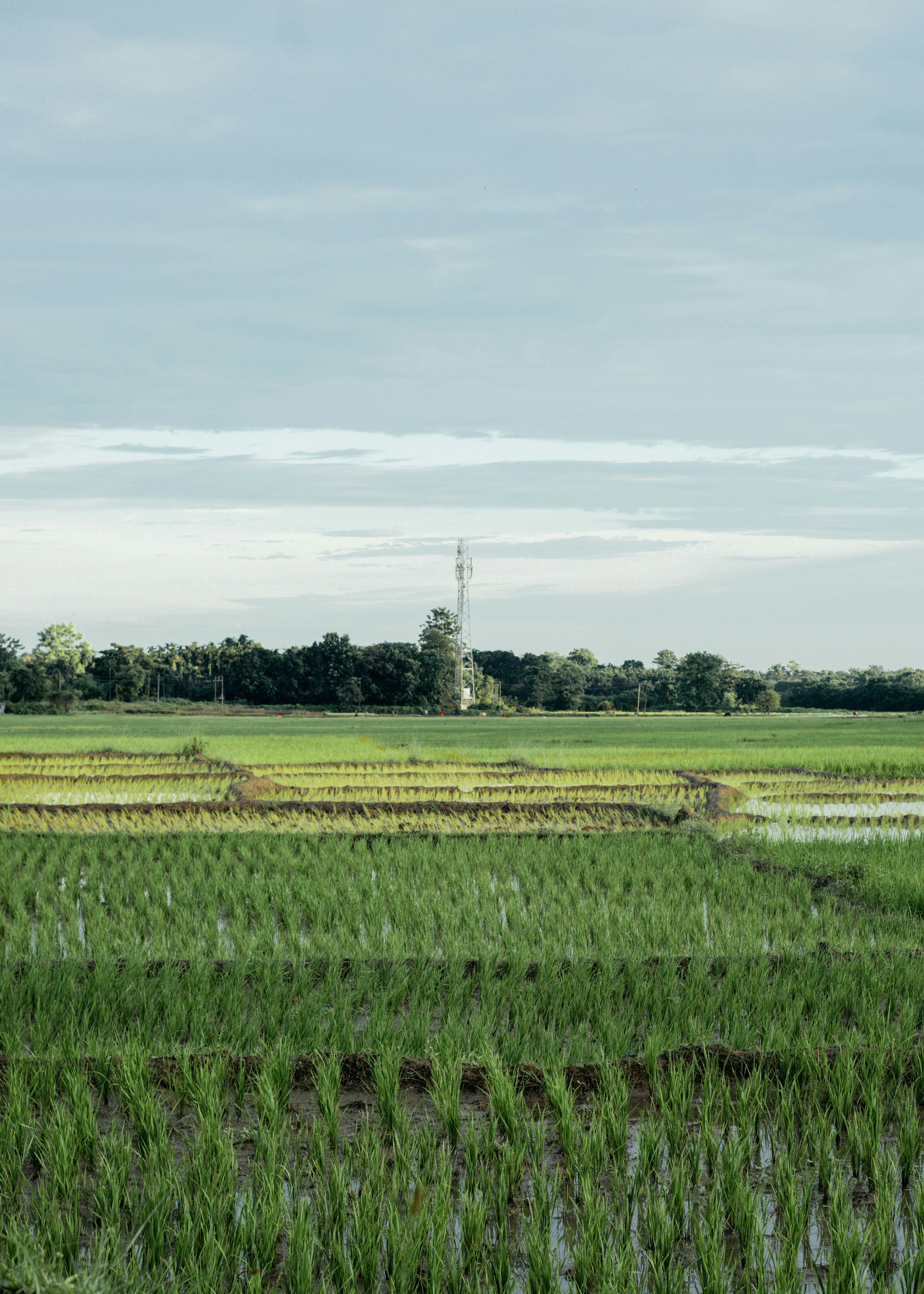 a large field of green grass with trees in the background