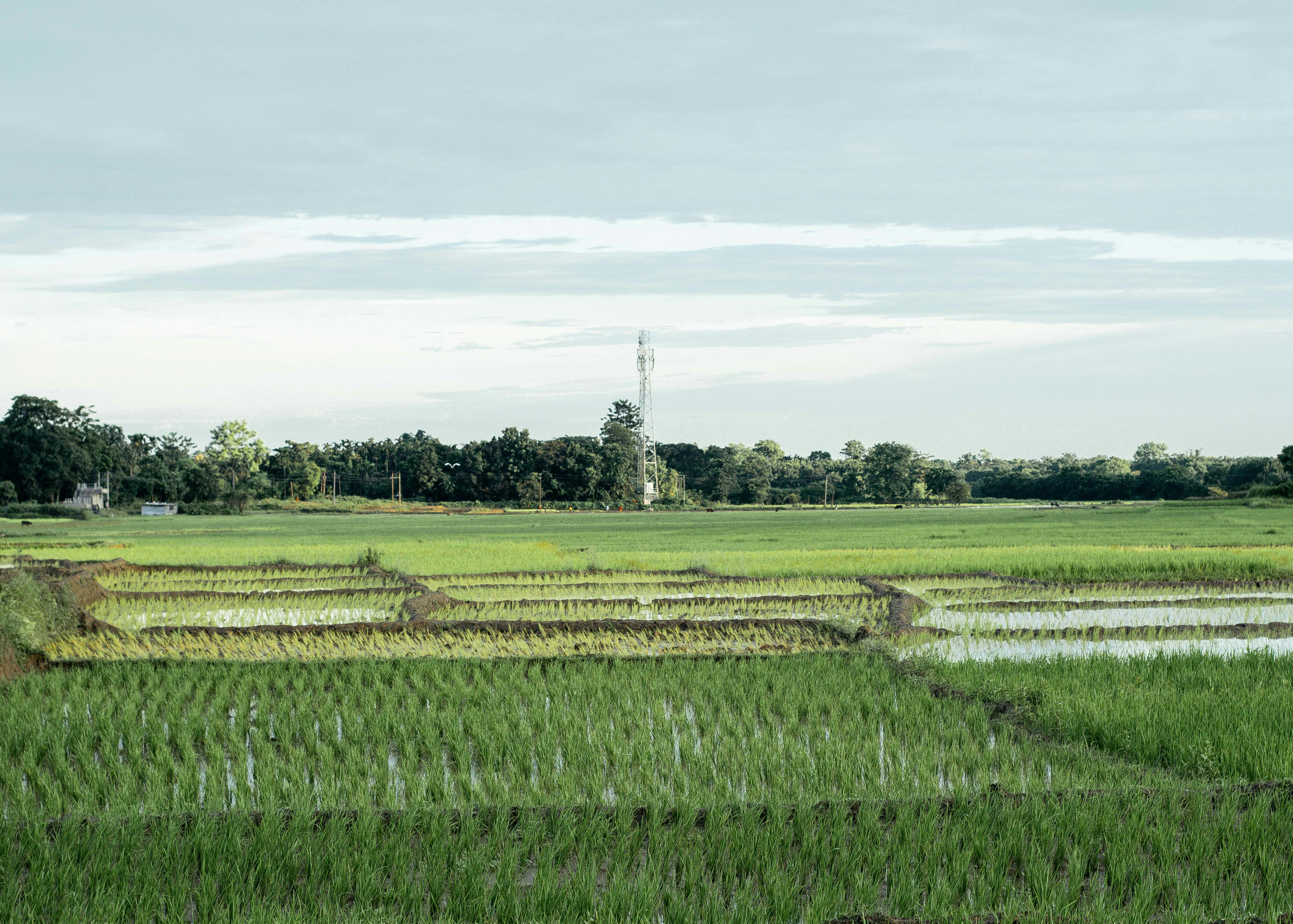 a large field of green grass with trees in the background
