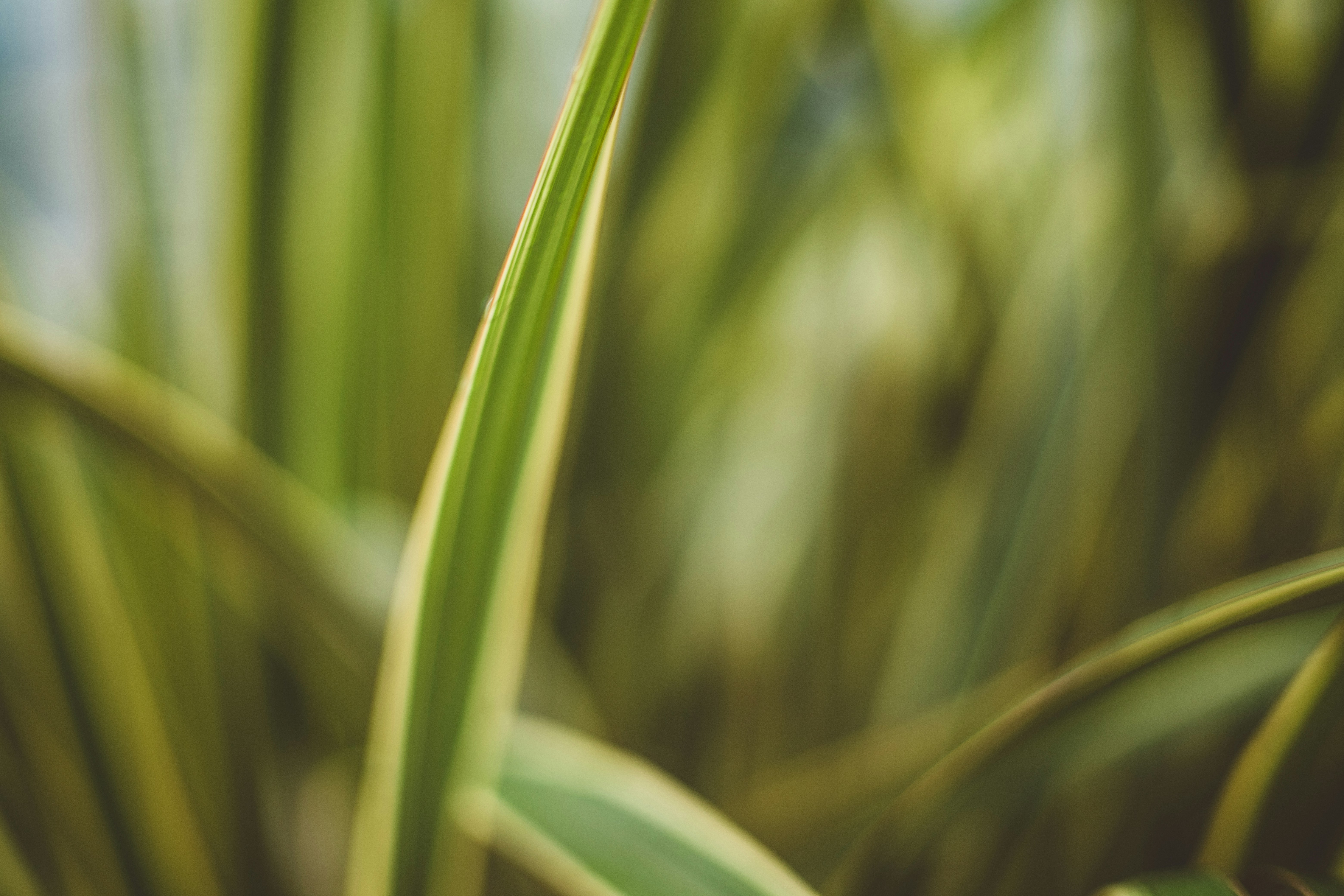 Photo by rrodriguesim