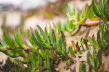 Close-up of native desert plants thriving in the arid soil.