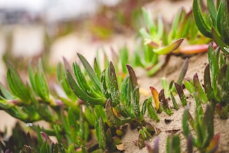 Close-up of healthy maguey plants growing in rich soil under natural sunlight.