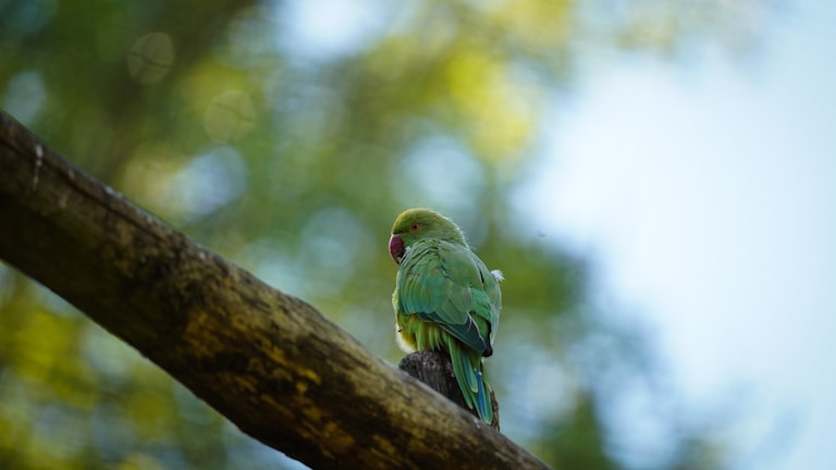 A happy parrot perched on a branch with bright green leaves in the background.