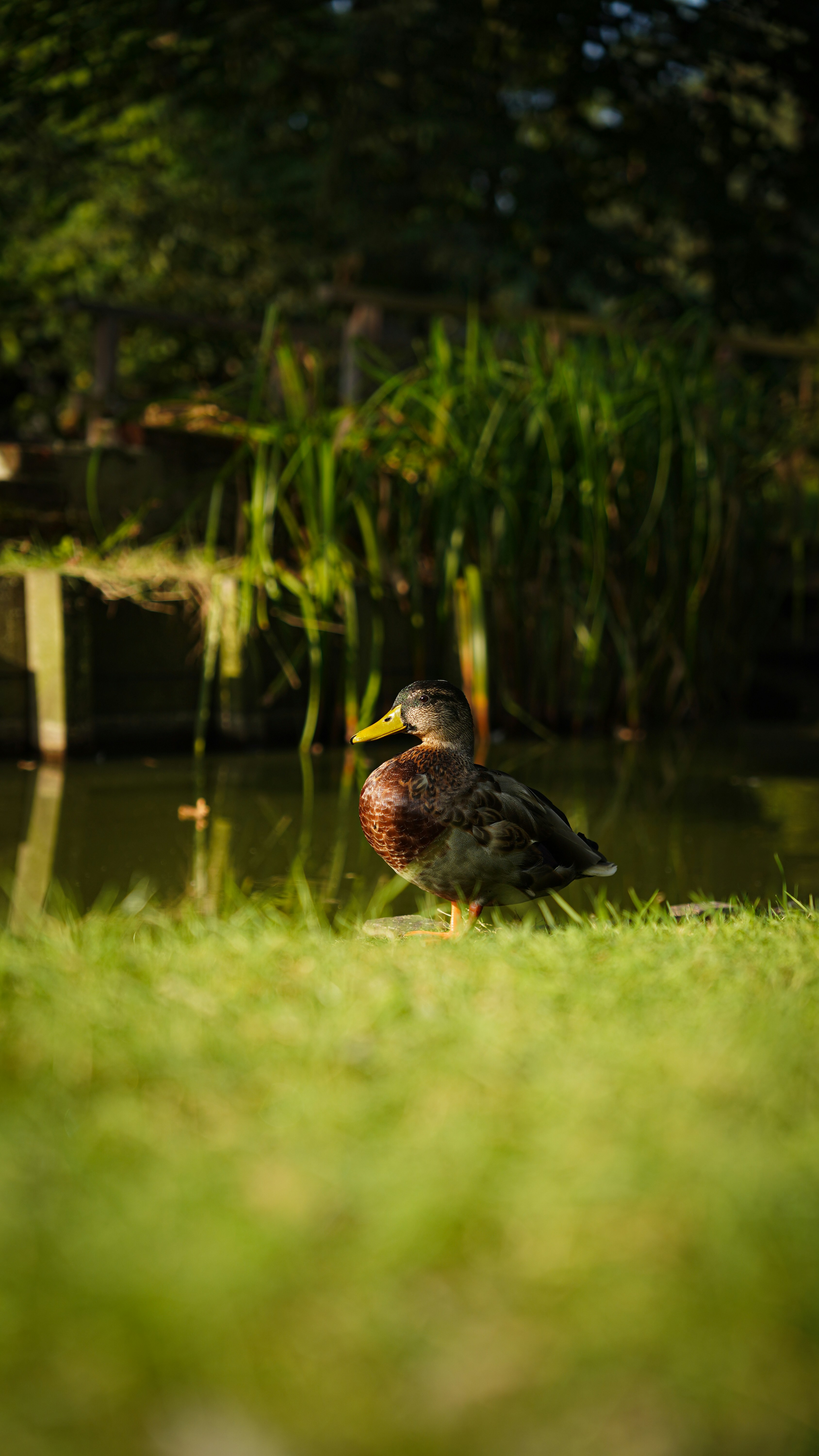 Photo by maaldoen