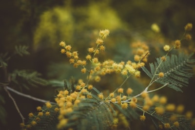 Yellow flowering branches with spherical blossoms and green, fern-like leaves. The scene conveys a natural, serene environment with the soft focus enhancing the sense of tranquility.