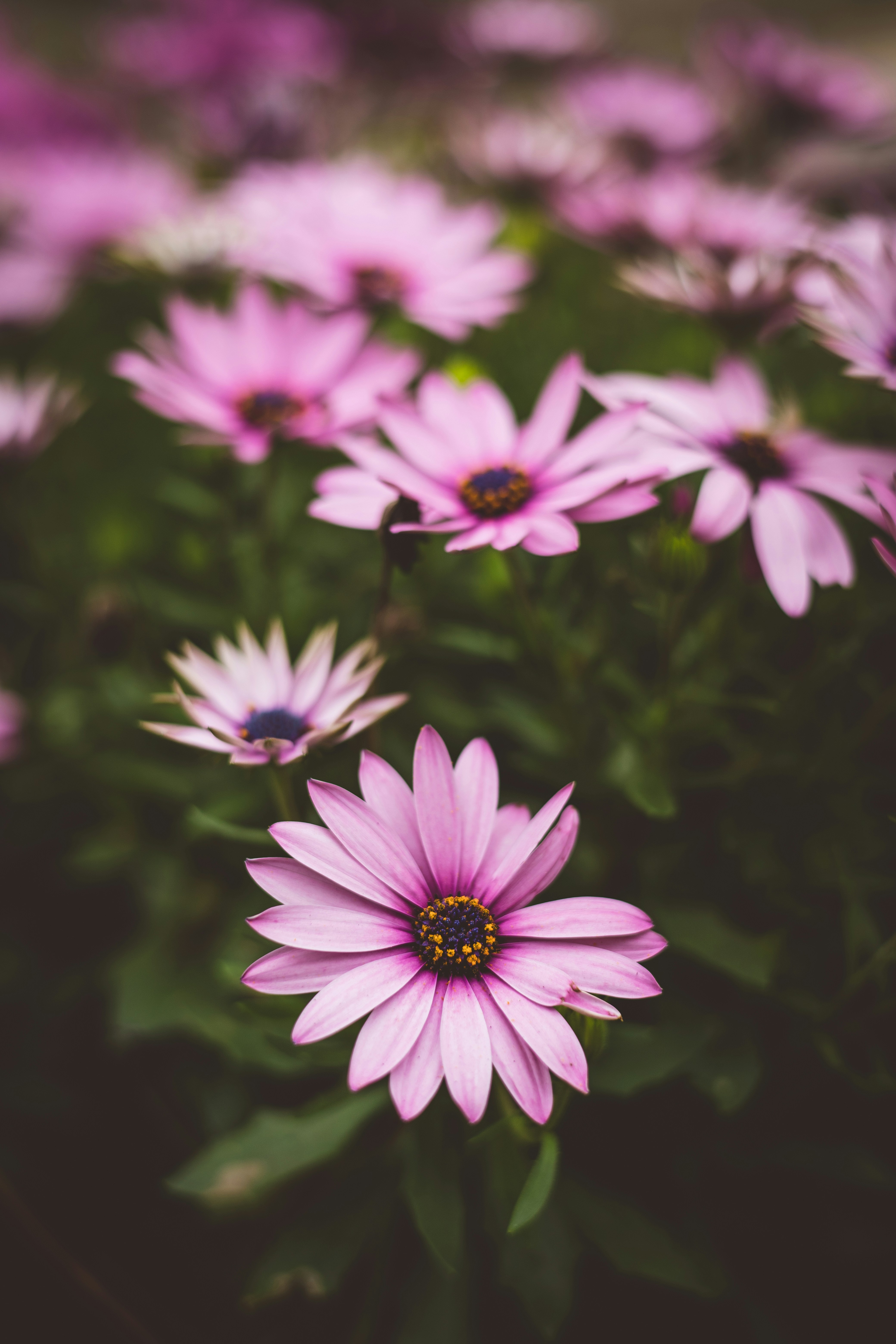 Photo by rrodriguesim