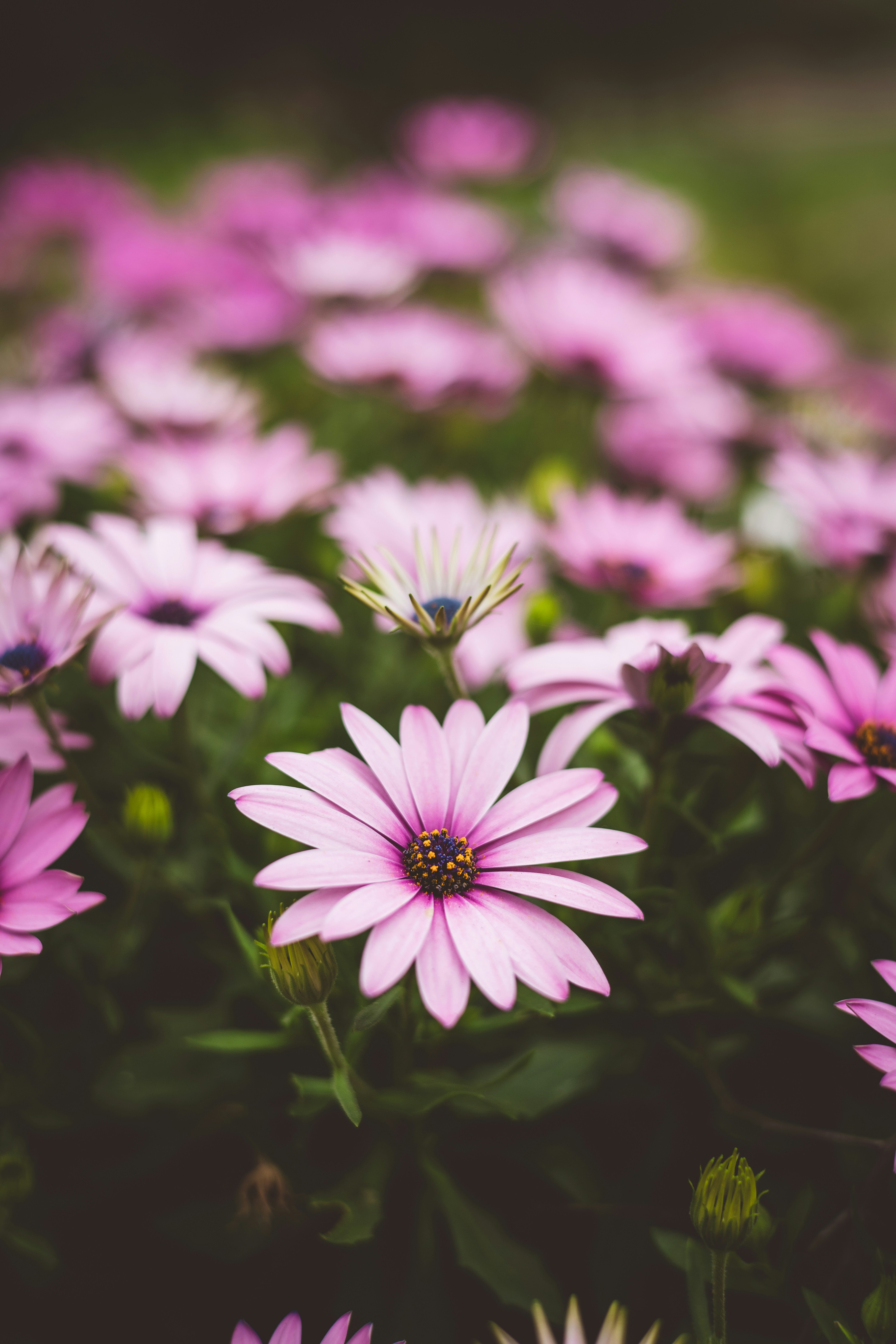 Photo by rrodriguesim